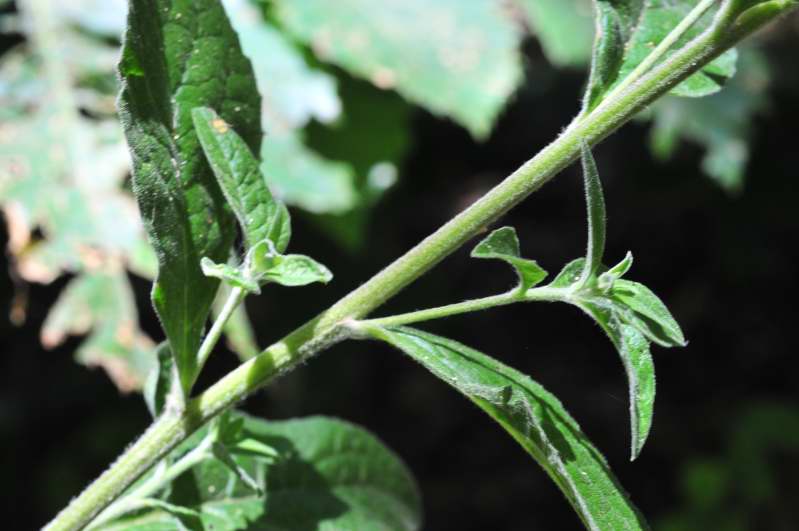 Pentanema conyzae (=Inula conyzae) / Enula baccherina